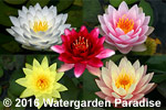 Hardy Waterlily Collection