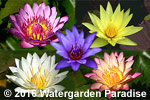 Tropical Waterlily Collection