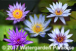 Blue-Purple Tropical Waterlilies