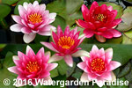 Red-Crimson Hardy Waterlilies