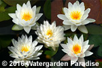 White Hardy Waterlilies