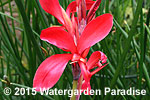 Canna glauca 'Endeavor'