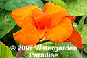 Canna x generalis cv. 'Bengal Tiger'