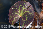 Nymphoides crenata 'Purple Mosaic'