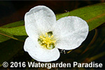 Sagittaria subulata var. subulata