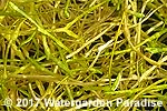 Riccia fluitans
