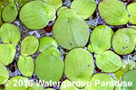 Spirodela polyrhiza