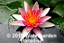 Nymphaea 'J. C. N. Forrester'