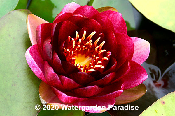 Waterlilies on Sale