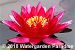 Nymphaea 'Atropurpurea'