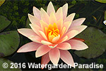 Nymphaea 'Barbara Dobbins'