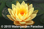 Nymphaea 'Clyde Ikins'