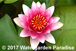 Nymphaea 'Conqueror'