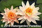 Nymphaea 'Highlight'