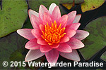 Nymphaea 'Indiana'