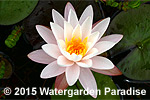 Nymphaea 'Joyce Hamilton'