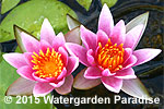 Nymphaea 'Joanne Pring'