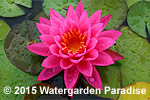 Nymphaea 'Mayla'