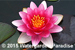 Nymphaea 'Meteor'