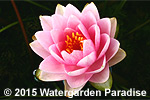 Nymphaea 'Madame Wilfon Gonnère'