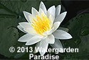Nymphaea odorata var. minor