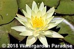 Nymphaea odorata 'Sulphurea'