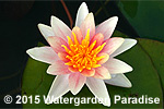 Nymphaea 'Paul Hariot'