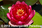 Nymphaea 'Perry's Baby Red'