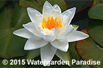 Nymphaea 'Pöstlingberg'