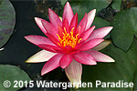 Nymphaea 'Pink Sparkle'