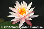 Nymphaea 'Starbright'