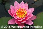 Nymphaea 'Venusta'