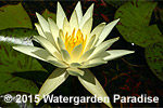 Nymphaea 'Yellow Princess'