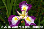 Iris 'Gosan-no-Takara'