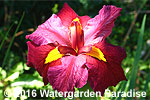 Iris 'Ann Chowning' (Louisiana Iris)