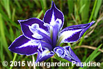 Iris laevigata 'Monstrosa'