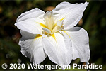 Iris 'Anytus'
