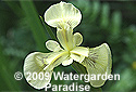 Iris pseudacorus 'Bastardii'