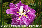 Iris 'Beni Tsubaki'