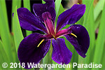 Iris 'Black Gamecock' (Louisiana Iris)