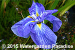 Iris 'Blue Lagoon'