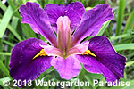 Iris 'Charlie's Tress' (Louisiana Iris)