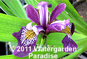 Iris versicolor 'Claret Cup'