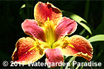 Iris 'Clown About' (Louisiana Iris)