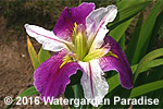 Iris 'Colorific' (Louisiana Iris)