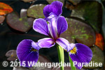Iris 'Dark Aura'