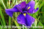 Iris ensata (Light Purple Form)