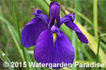 Iris ensata
