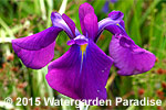 Iris ensata 'Variegata' 'Silverband'