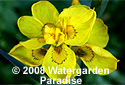 Iris pseudacorus 'Flore Pleno'